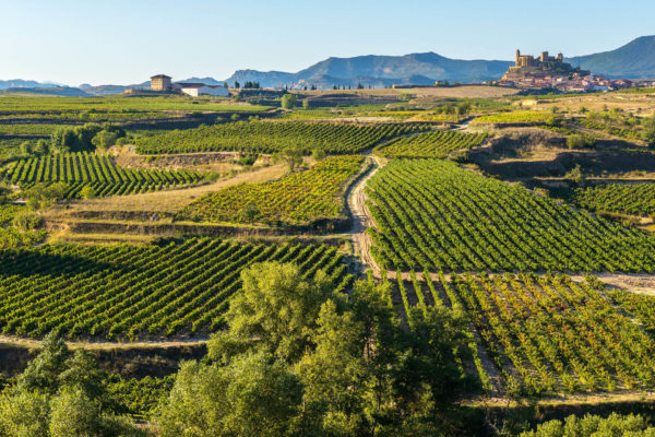 Vineyards in La Rioja
